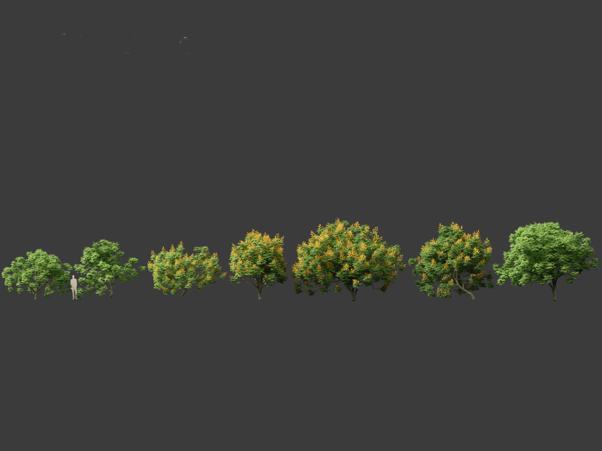 Peltophorum pterocarpum - Yellow Flame 3D model_2