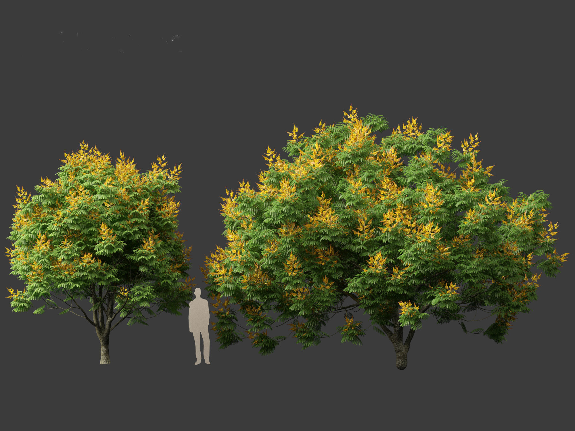 Peltophorum pterocarpum - Yellow Flame 3D model_6