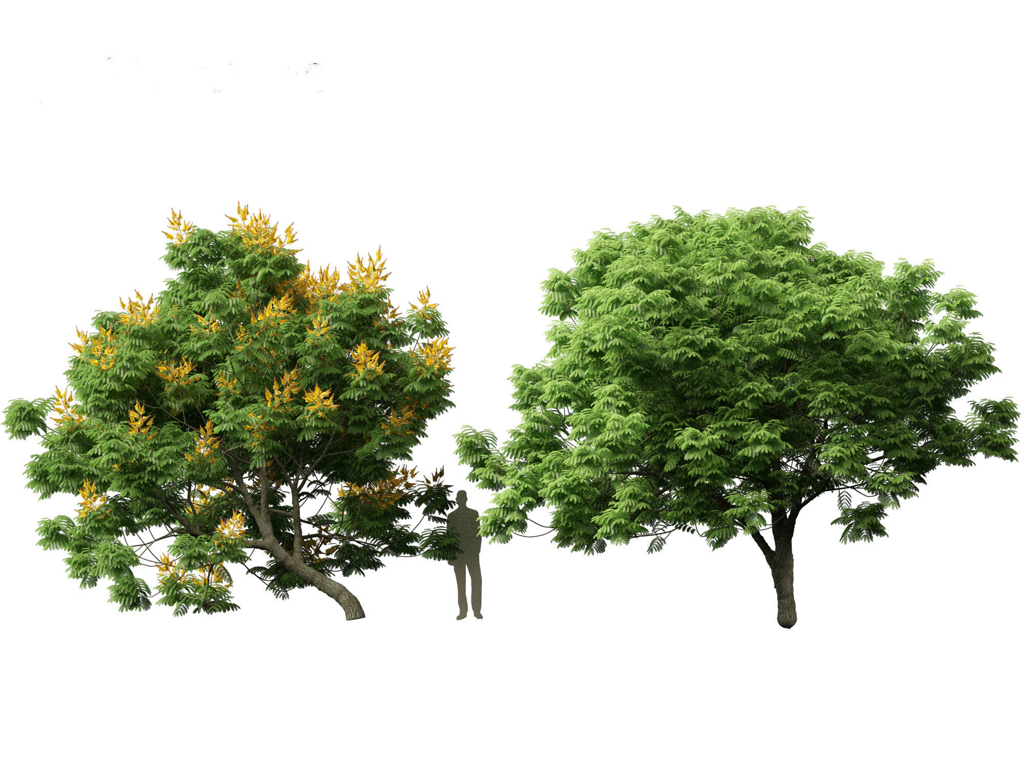 Peltophorum pterocarpum - Yellow Flame 3D model_7