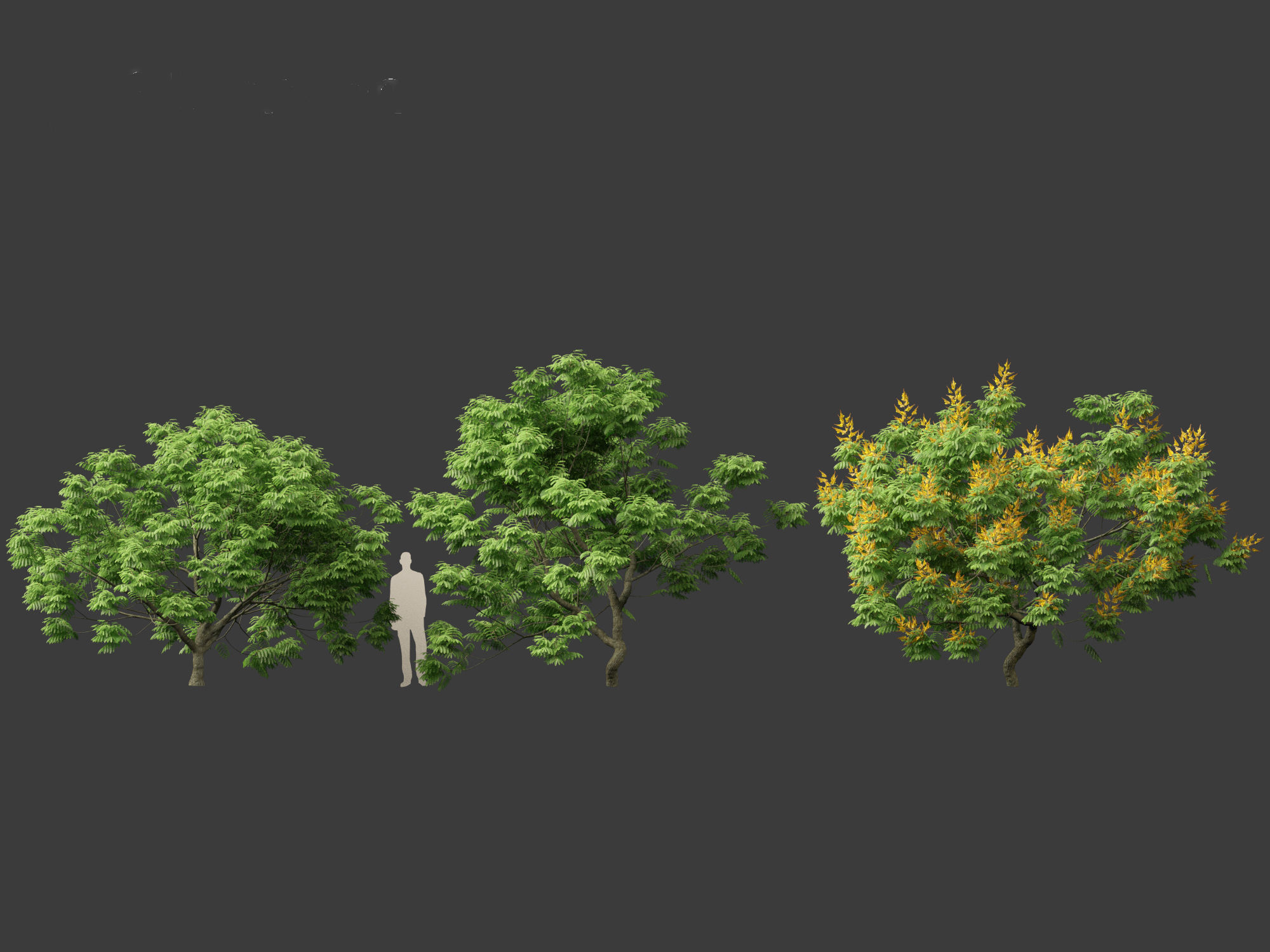 Peltophorum pterocarpum - Yellow Flame 3D model_4