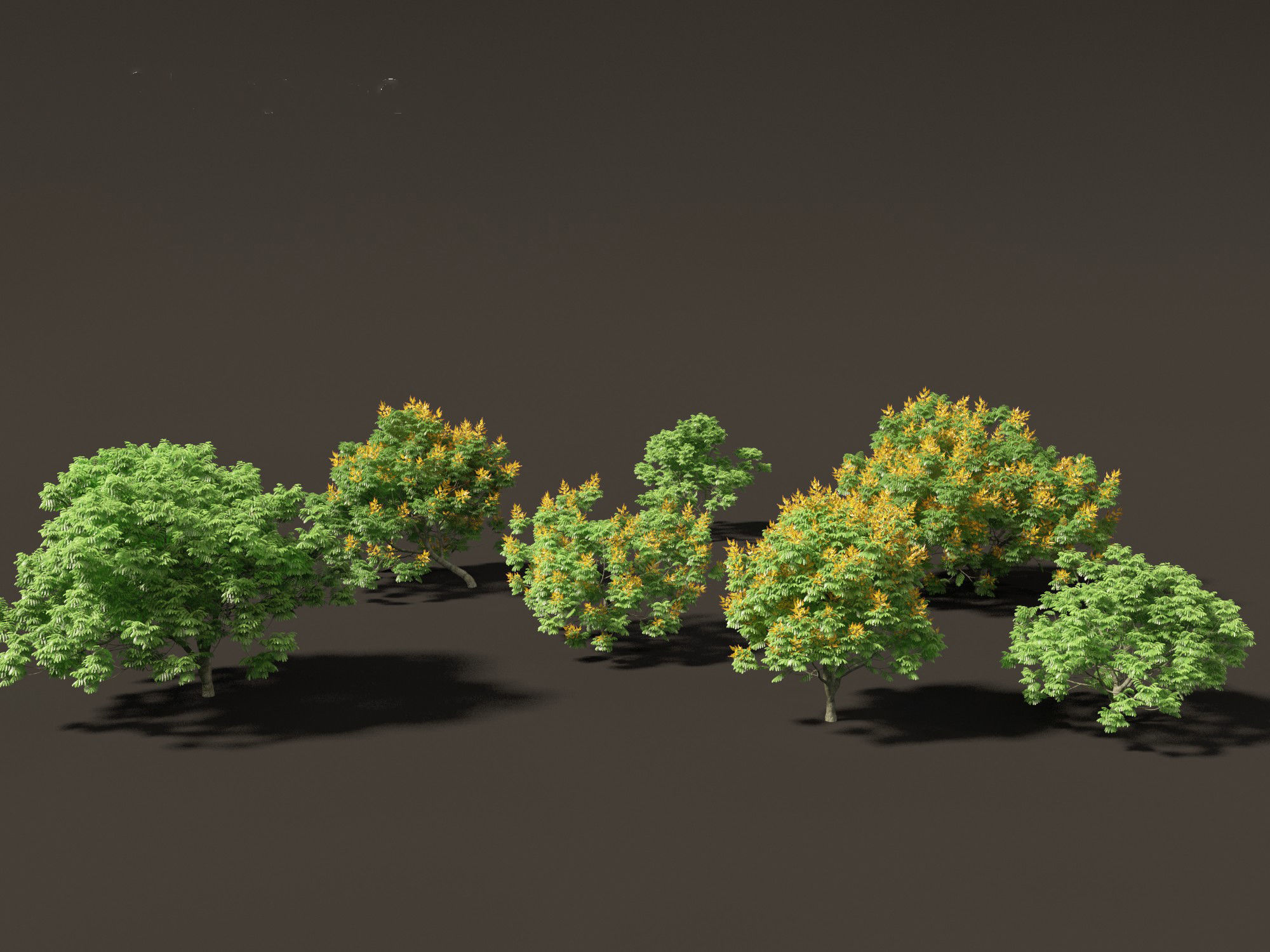 Peltophorum pterocarpum - Yellow Flame 3D model_9