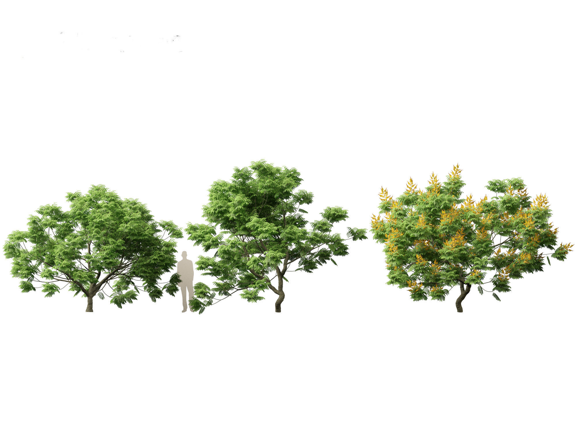 Peltophorum pterocarpum - Yellow Flame 3D model_3