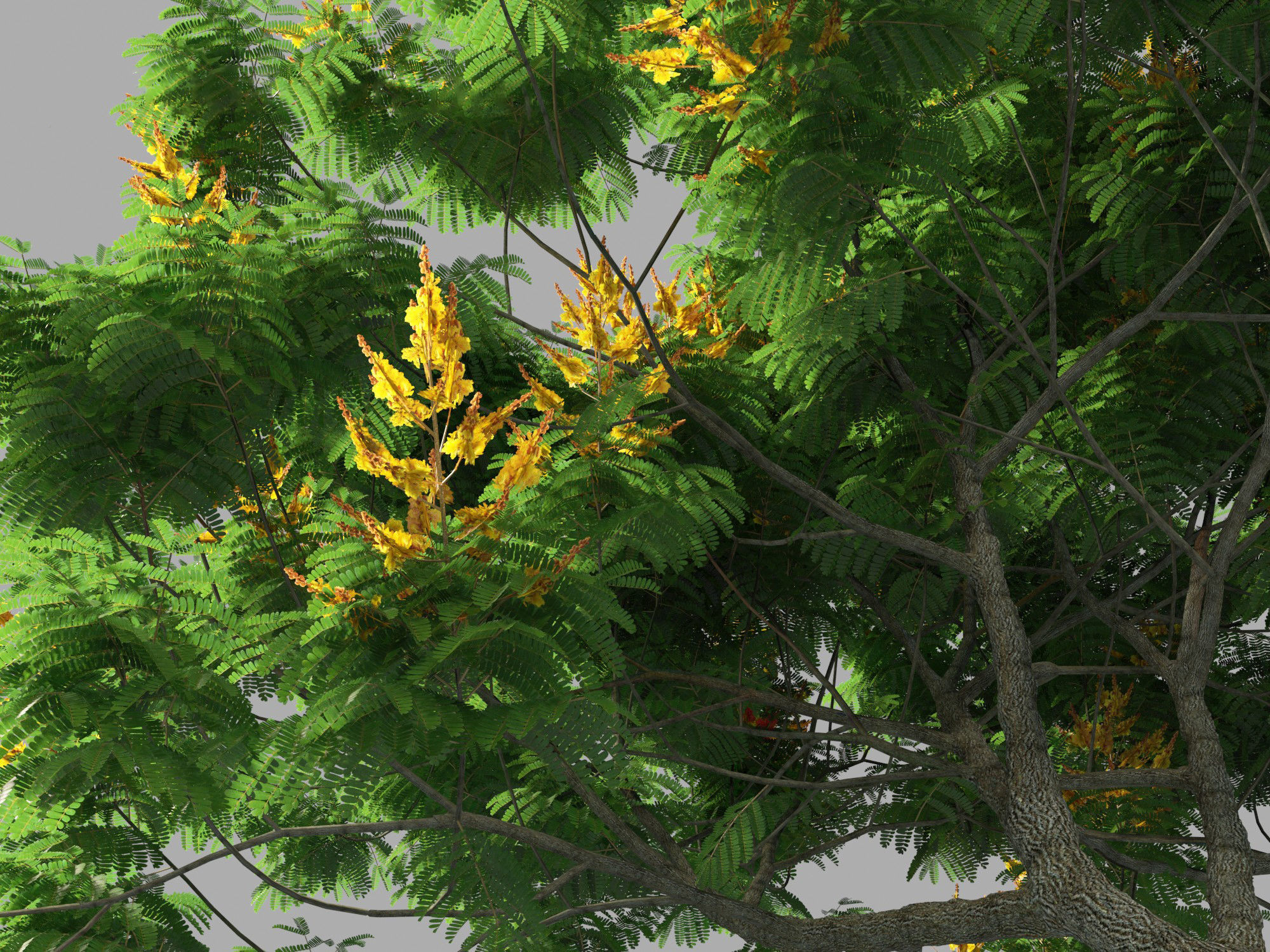 Peltophorum pterocarpum - Yellow Flame 3D model_1