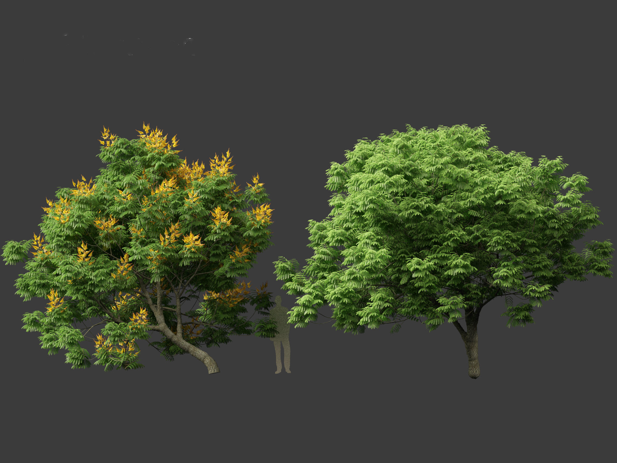 Peltophorum pterocarpum - Yellow Flame 3D model_8