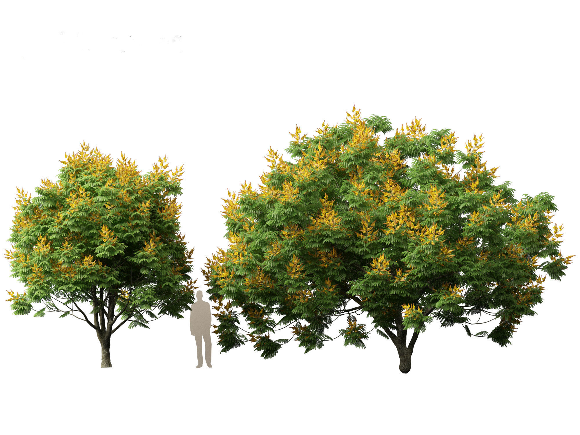 Peltophorum pterocarpum - Yellow Flame 3D model_5