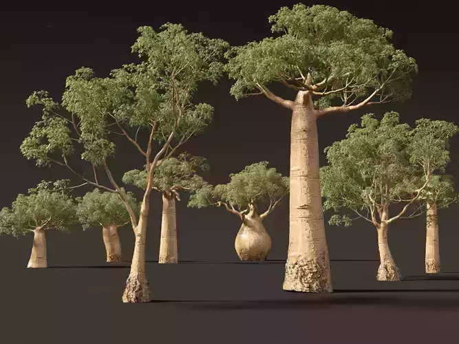 Adansonia digitata - Baobab 01 - 04 3D model