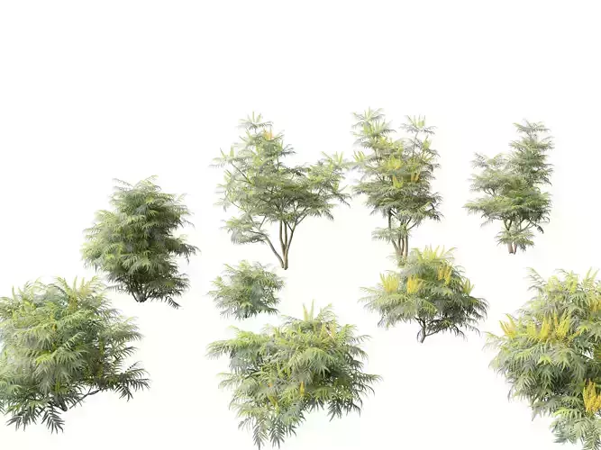 Mahonia confusa - Narihira Mahonia 3D model