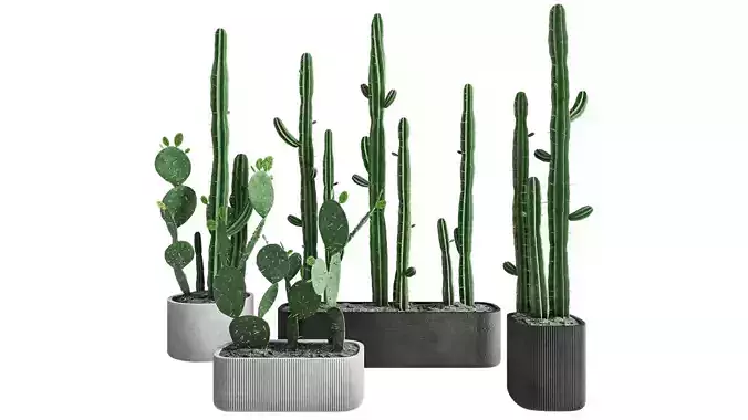 Cactus 69