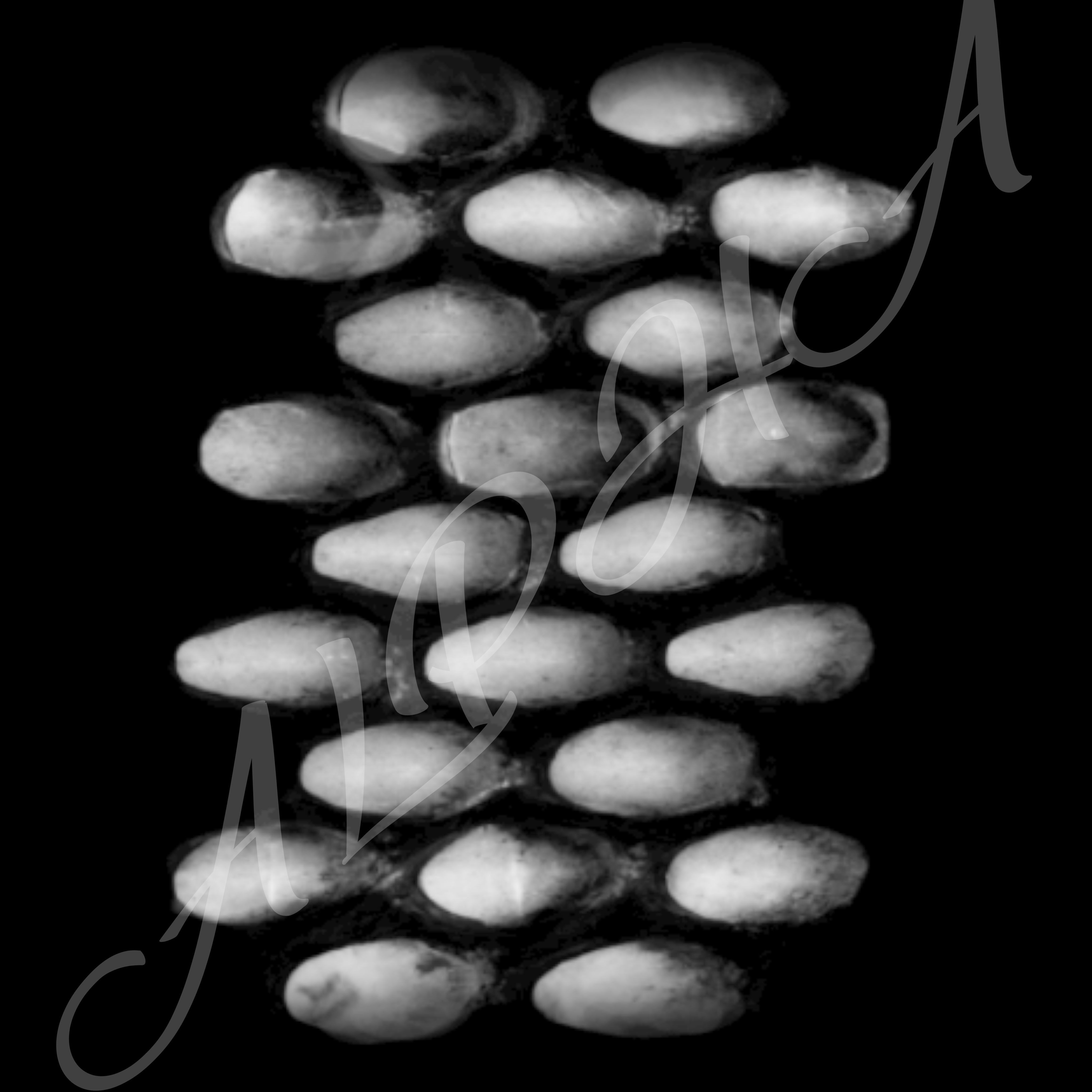 Skin 240 Alpha Patterns 4K Size Full Pack Texture Texture_16