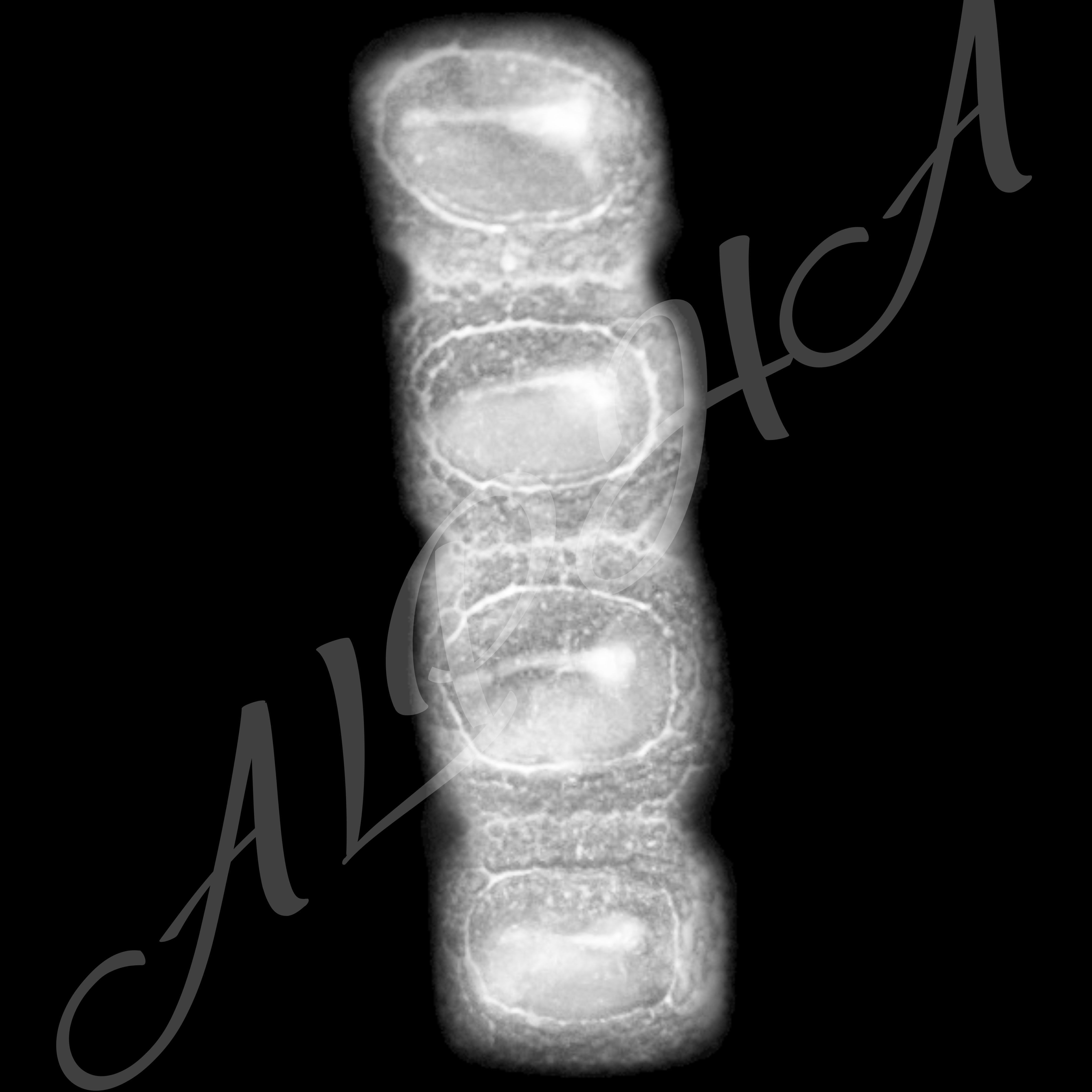 Skin 240 Alpha Patterns 4K Size Full Pack Texture Texture_30