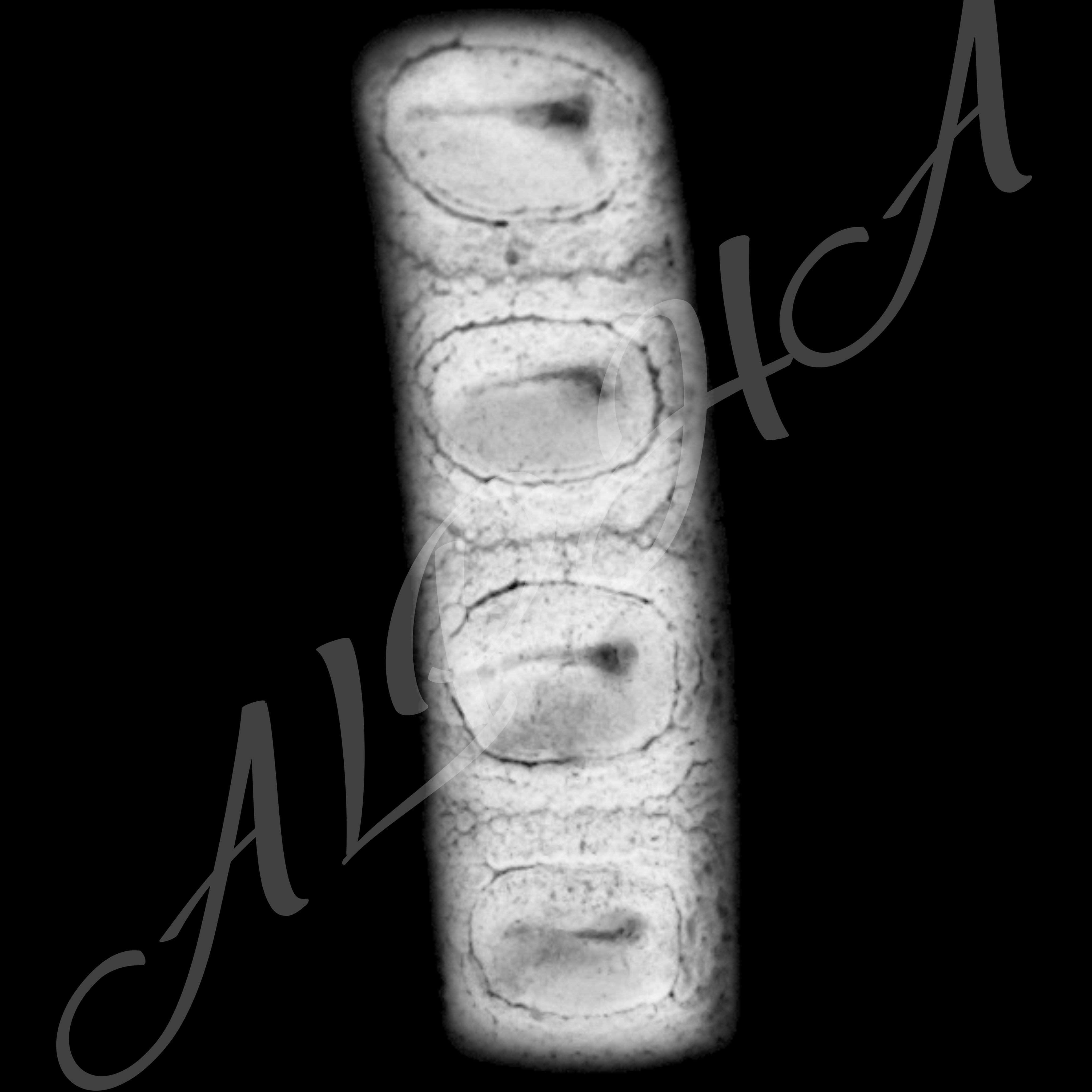 Skin 240 Alpha Patterns 4K Size Full Pack Texture Texture_29