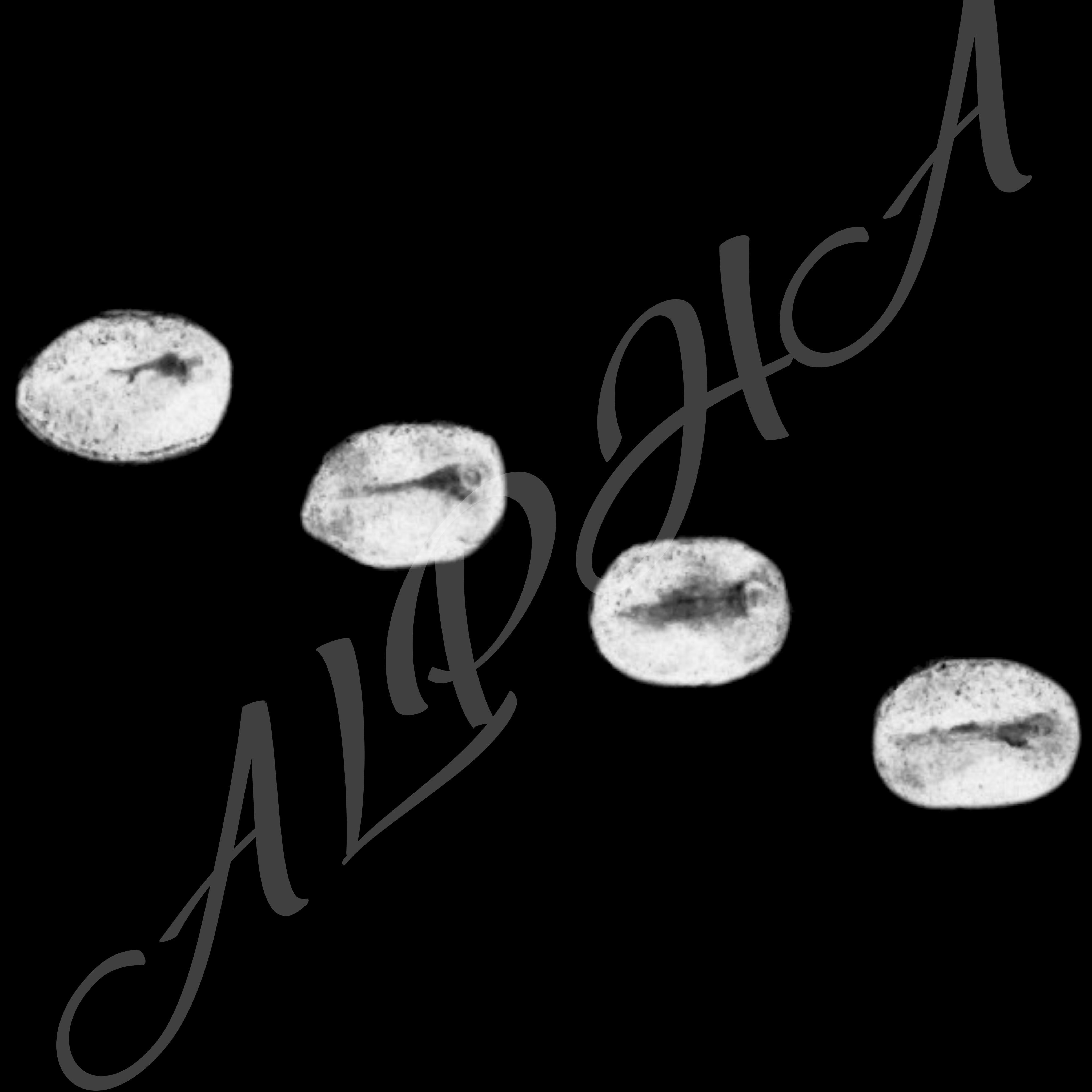 Skin 240 Alpha Patterns 4K Size Full Pack Texture Texture_33