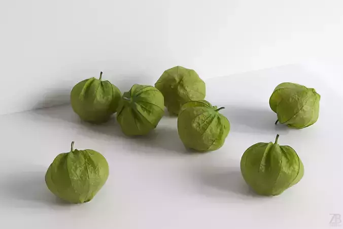 Tomatillo 3D model