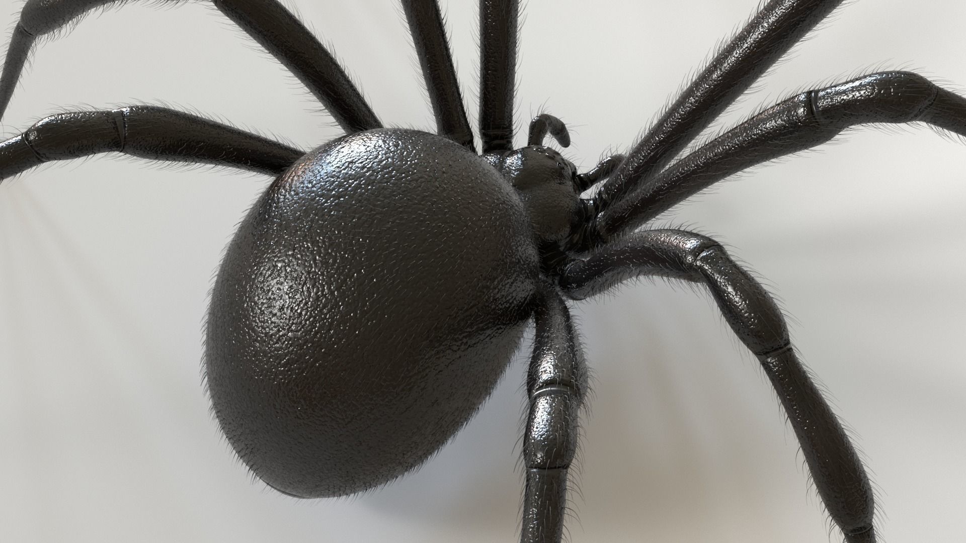 Black Widow Spider Low-poly 3D model_6