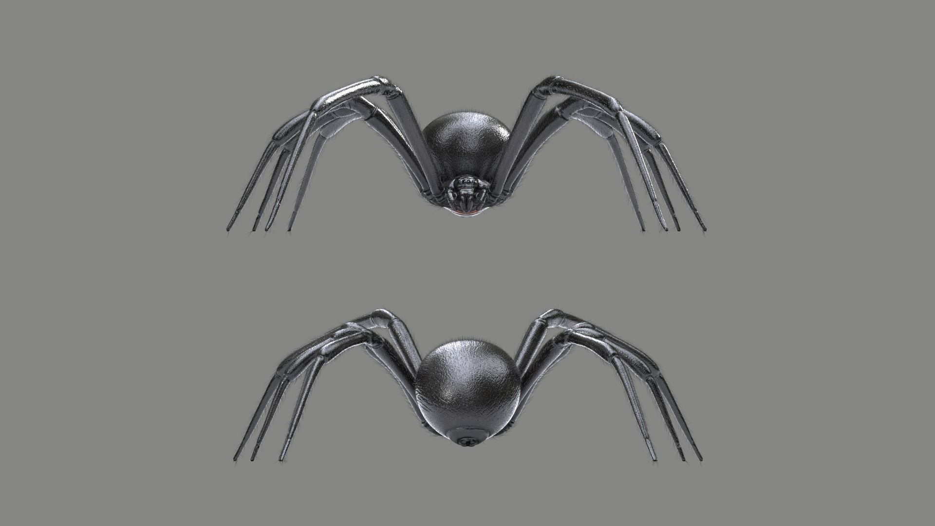 Black Widow Spider Low-poly 3D model_9