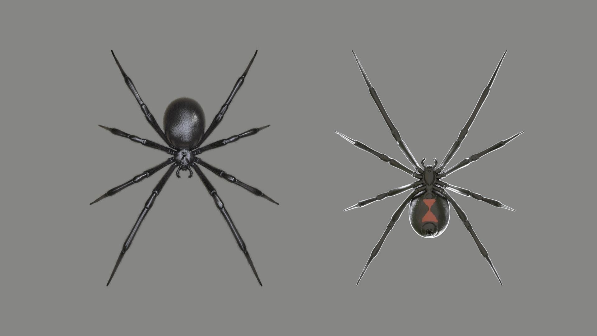 Black Widow Spider Low-poly 3D model_7