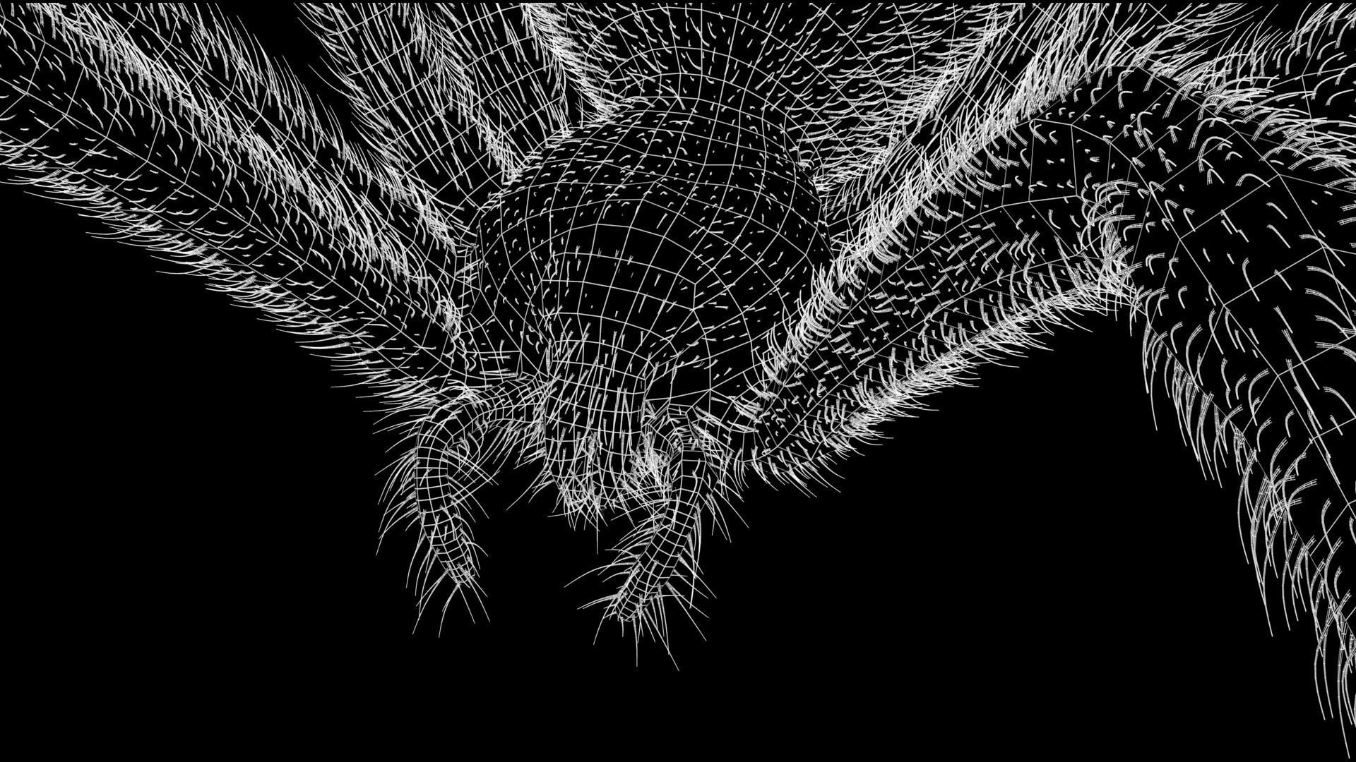 Black Widow Spider Low-poly 3D model_14