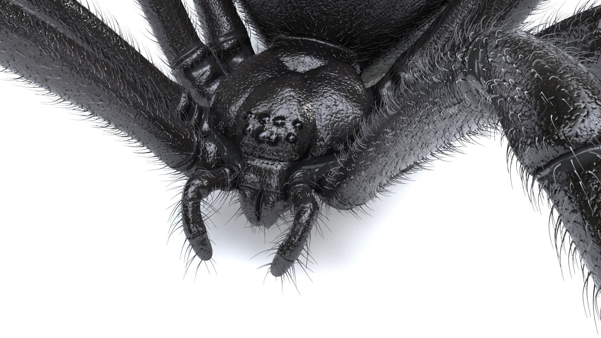 Black Widow Spider Low-poly 3D model_4