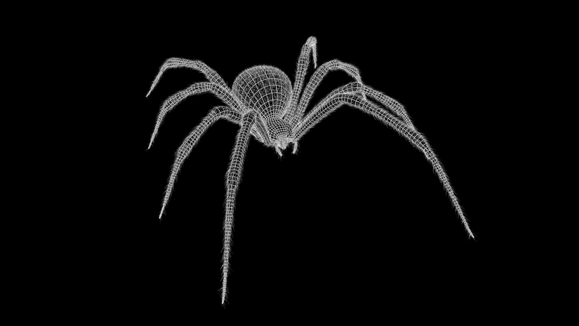 Black Widow Spider Low-poly 3D model_10