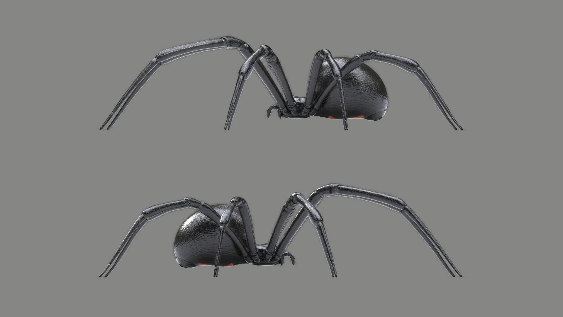 Black Widow Spider Low-poly 3D model_8