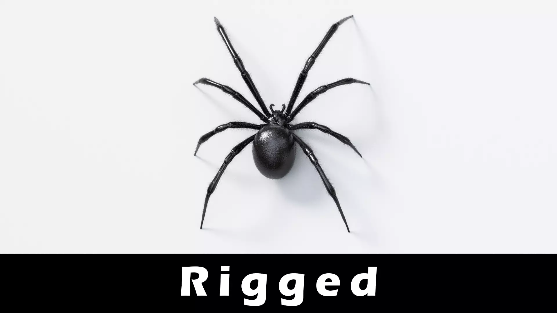 Black Widow Spider Low-poly 3D model_0