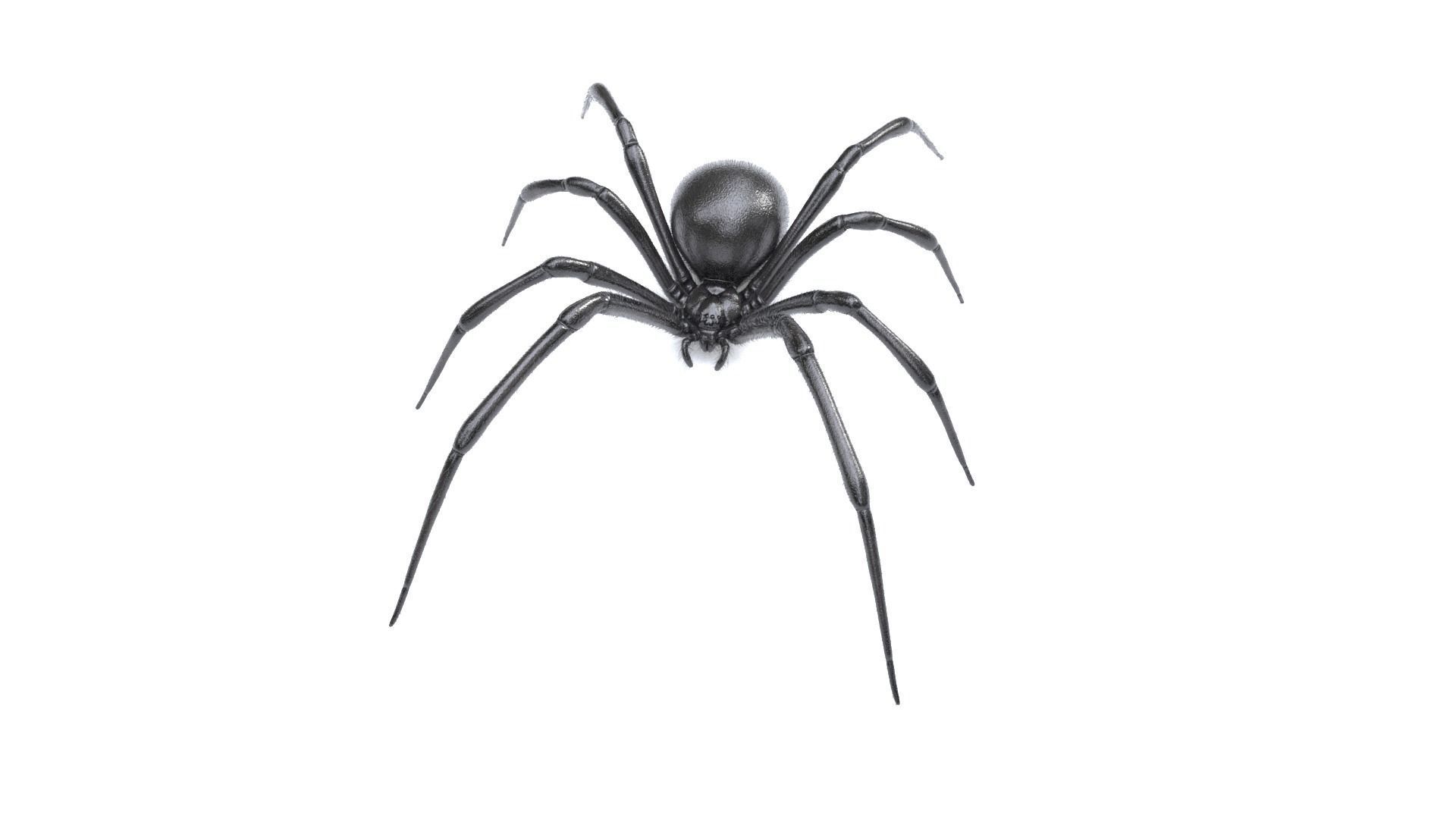 Black Widow Spider Low-poly 3D model_3