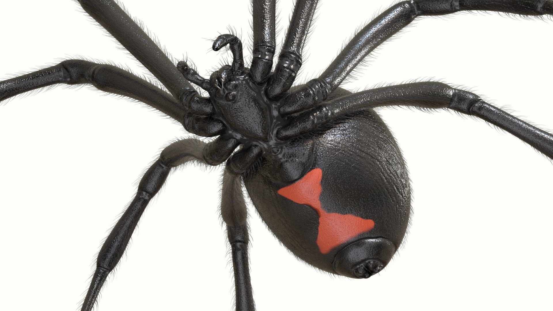 Black Widow Spider Low-poly 3D model_5
