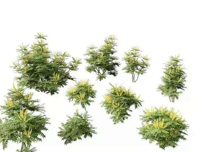 Mahonia japonica - Japanese mahonia