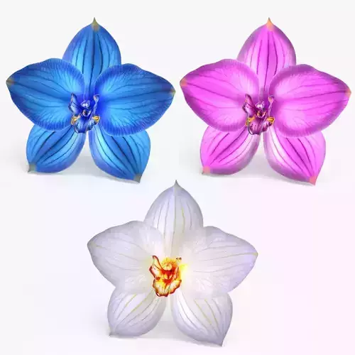 Orchid Flower 3 colors Low-poly 3D model