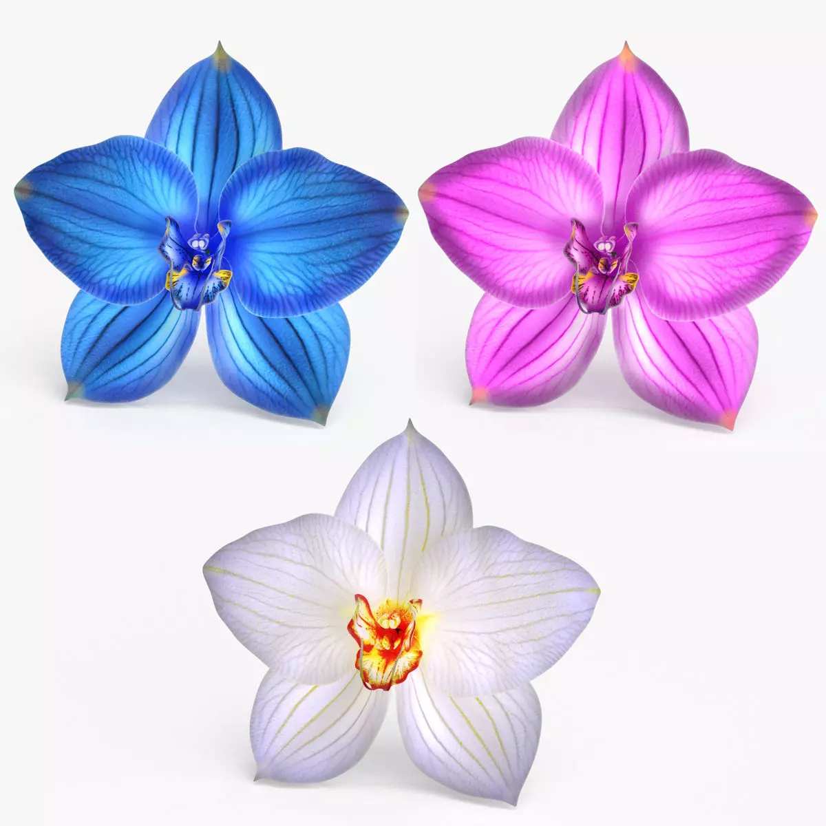 Orchid Flower 3 colors Low-poly 3D model