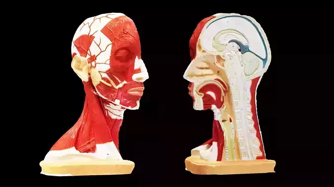 Human Head Muscle