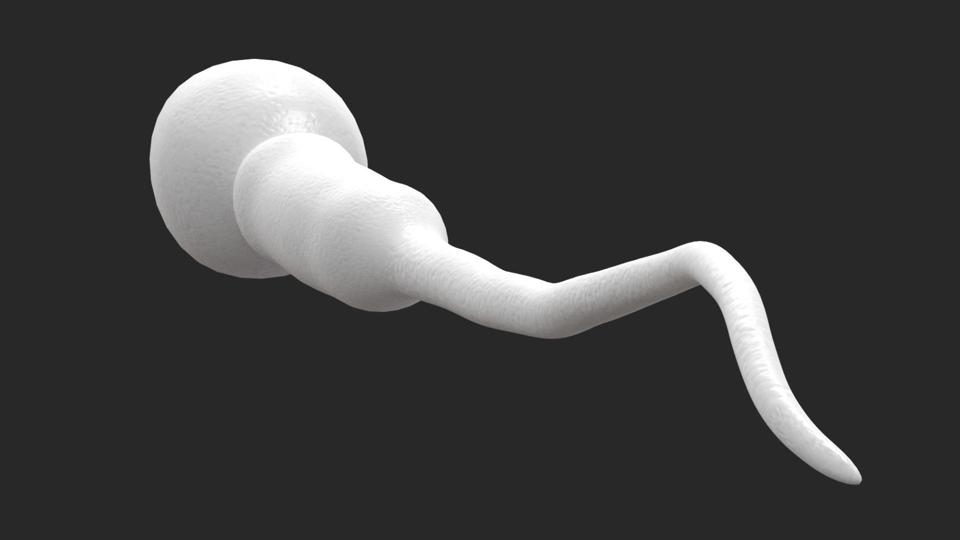 Human Sperm Cell Low-poly 3D model_3