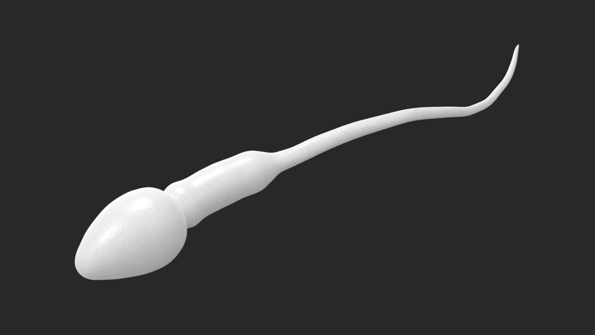 Human Sperm Cell Low-poly 3D model_2