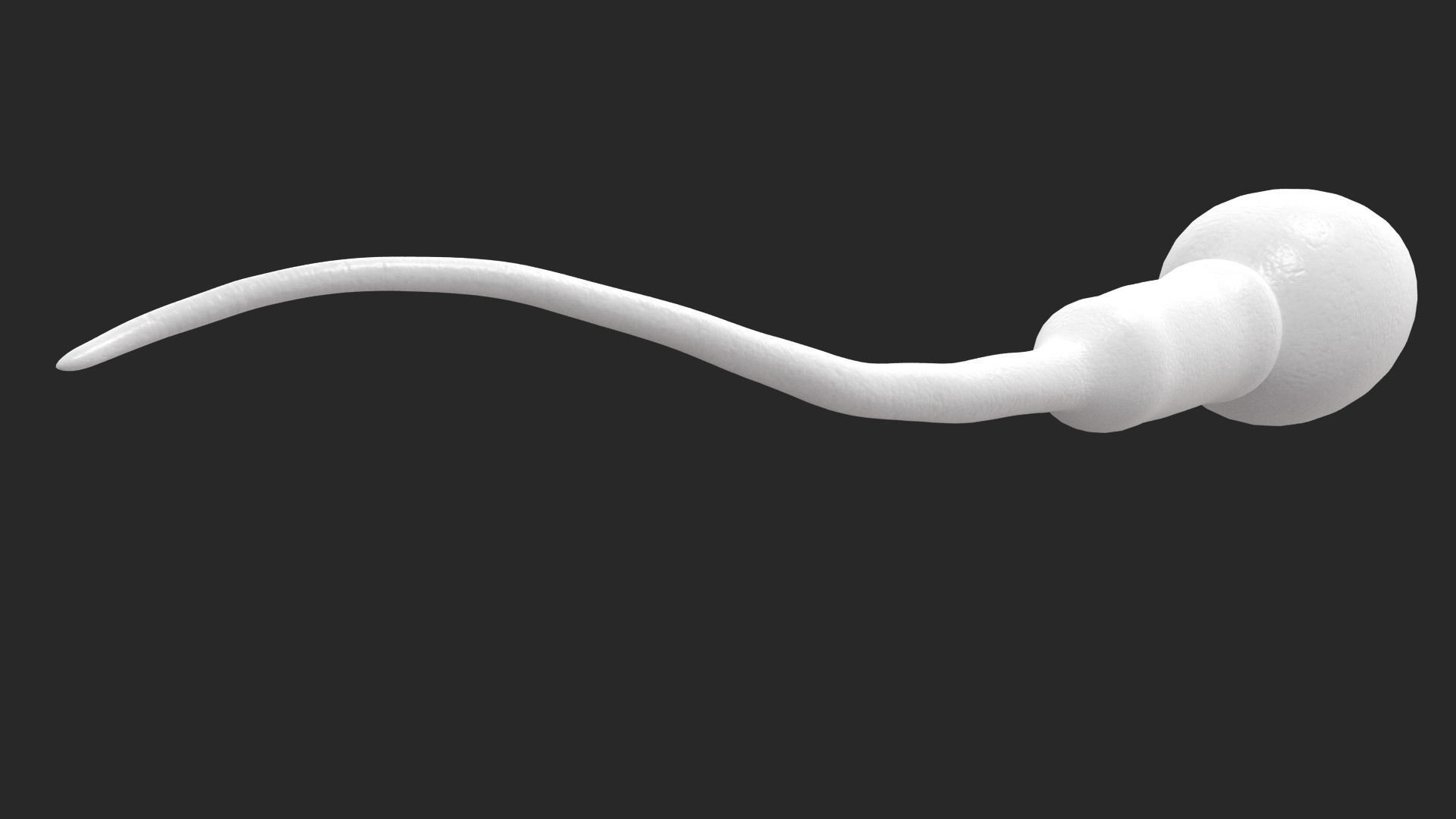 Human Sperm Cell Low-poly 3D model_6