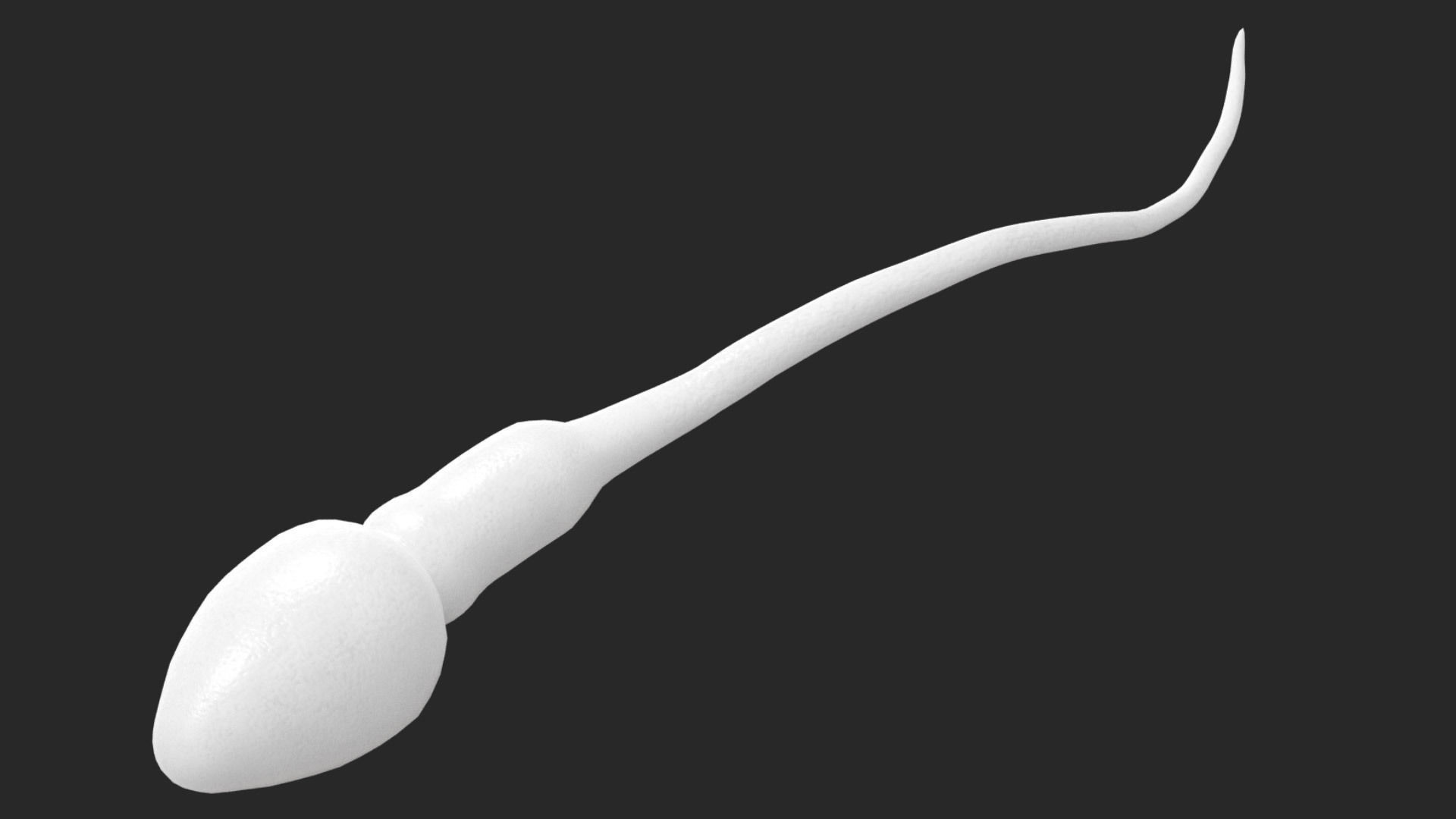 Human Sperm Cell Low-poly 3D model_9