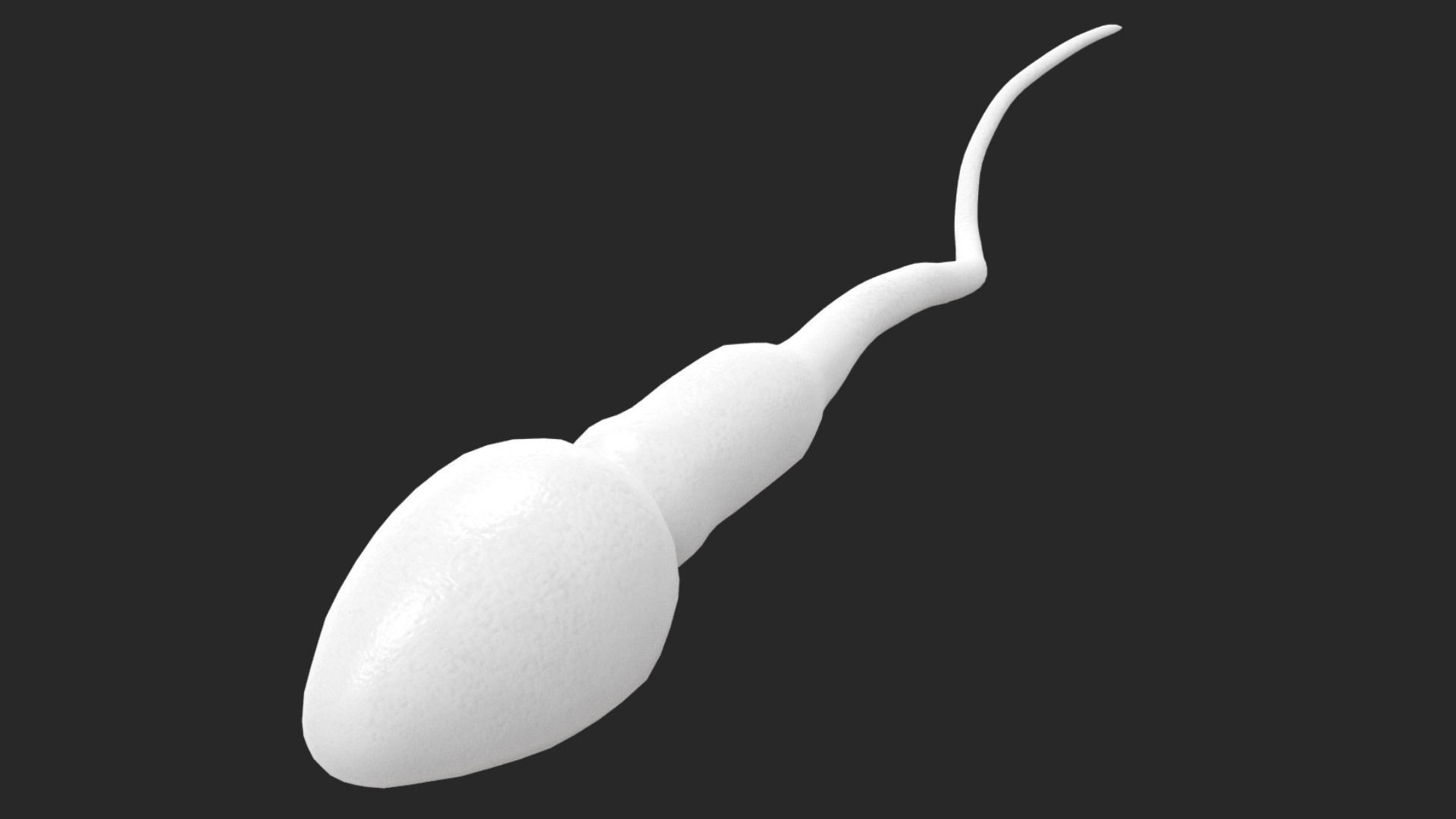 Human Sperm Cell Low-poly 3D model_8