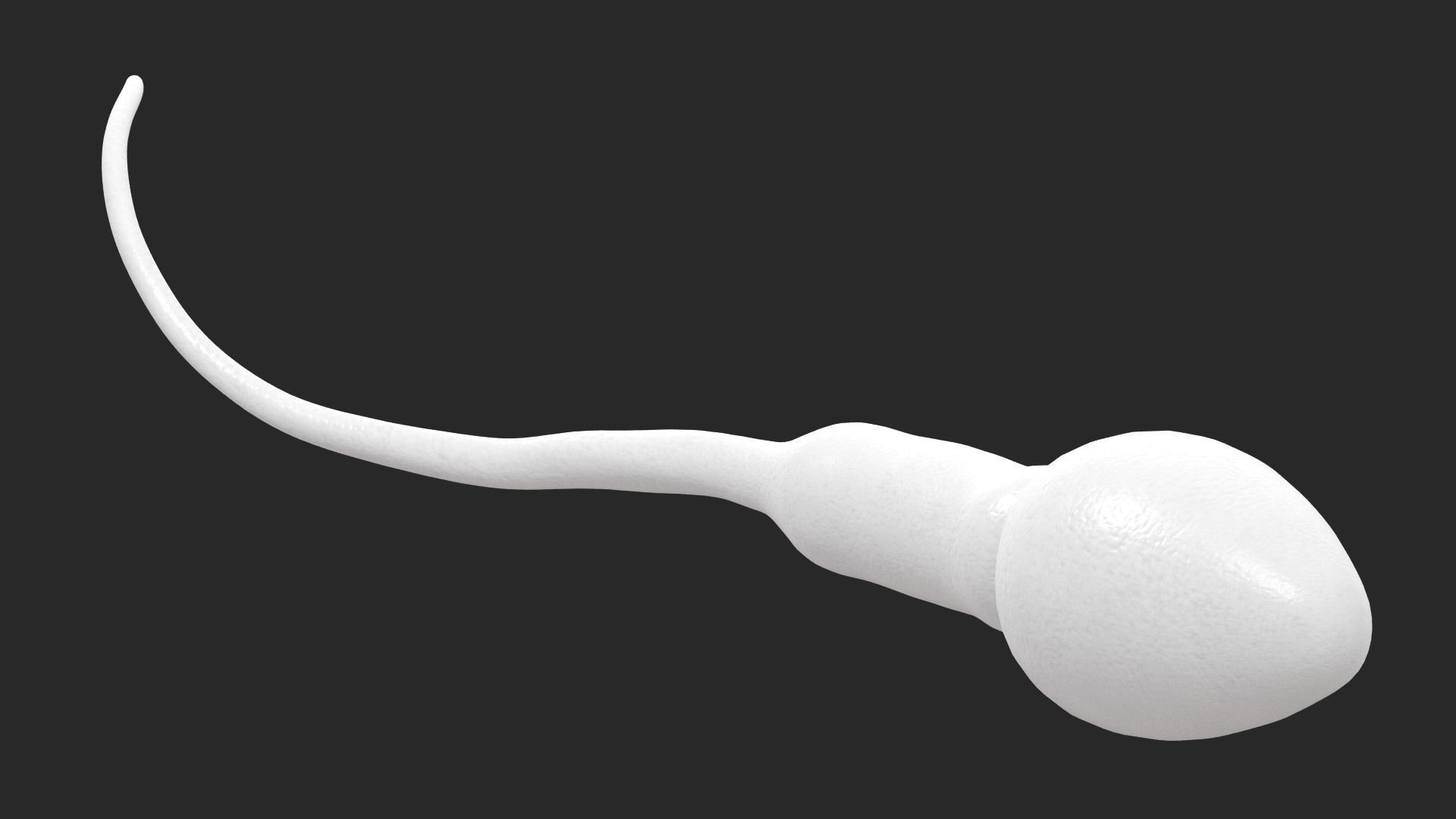 Human Sperm Cell Low-poly 3D model_7
