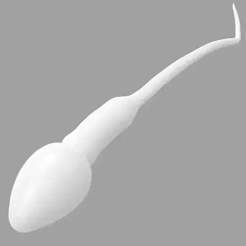 Human Sperm Cell Low-poly 3D model