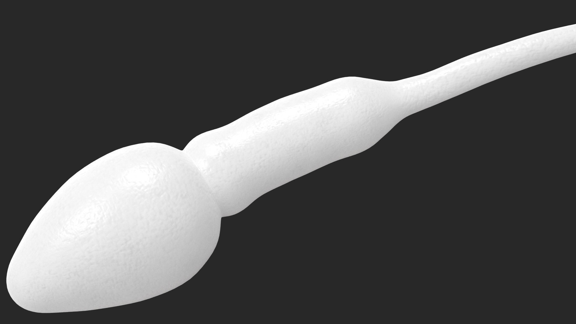Human Sperm Cell Low-poly 3D model_4