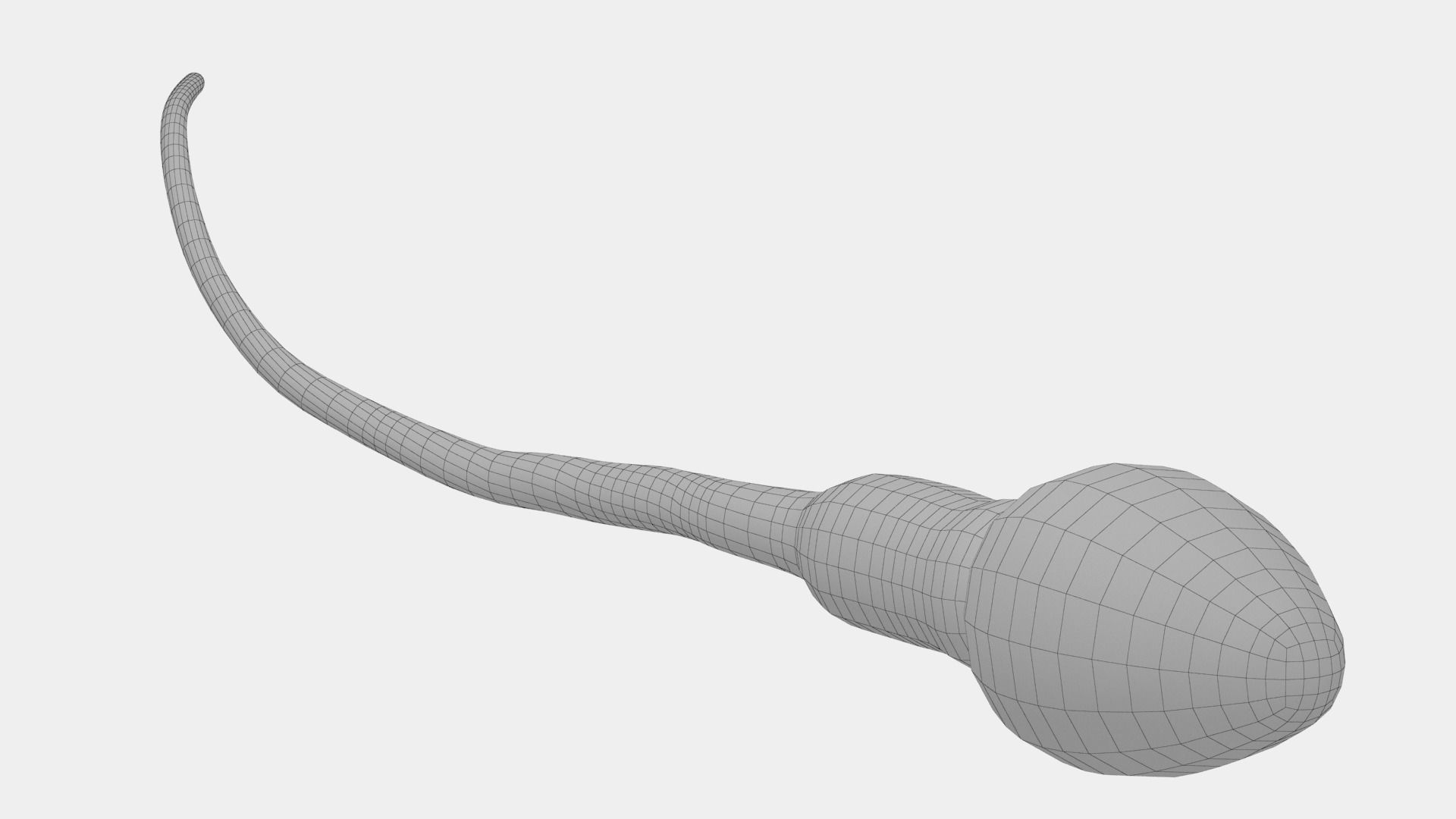 Human Sperm Cell Low-poly 3D model_13