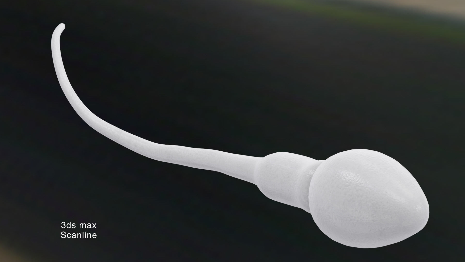 Human Sperm Cell Low-poly 3D model_11