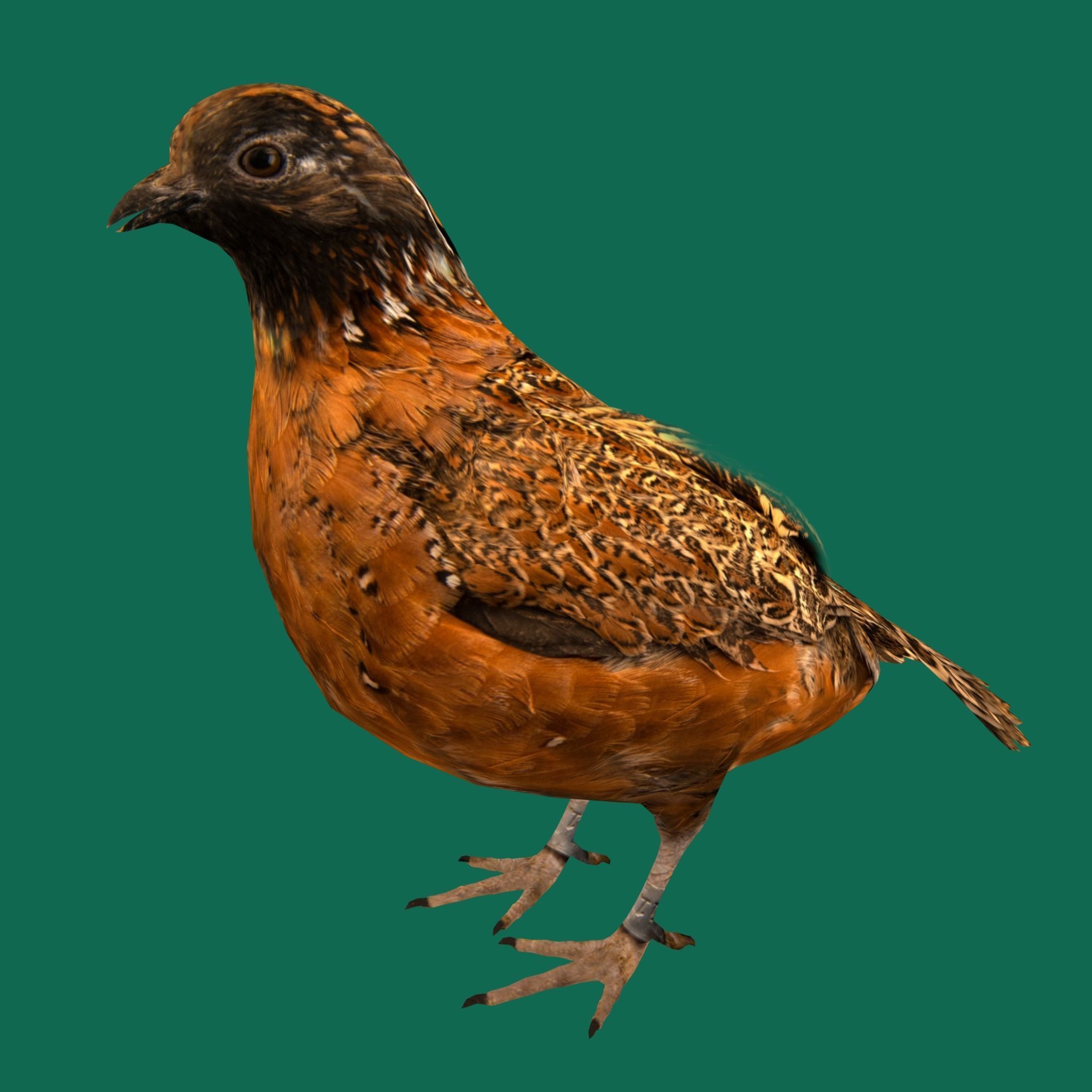 Masked Bobwhite Quail Bird Animal Low-poly 3D model_2