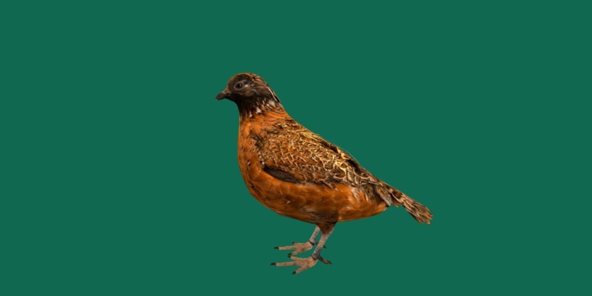 Masked Bobwhite Quail Bird Animal Low-poly 3D model_21