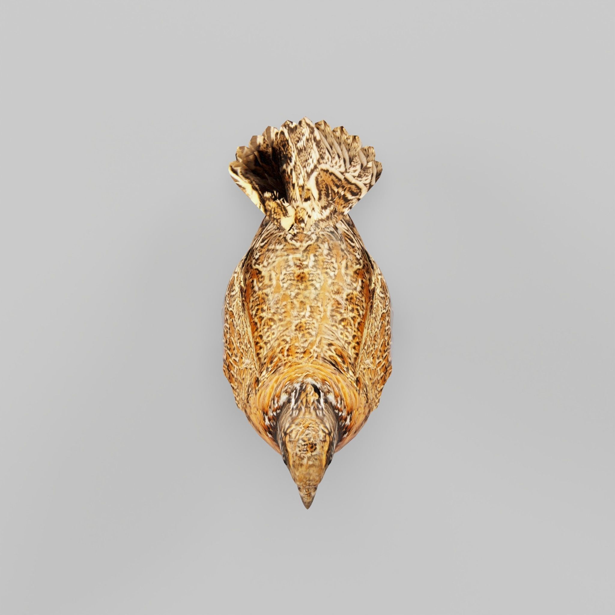 Masked Bobwhite Quail Bird Animal Low-poly 3D model_5