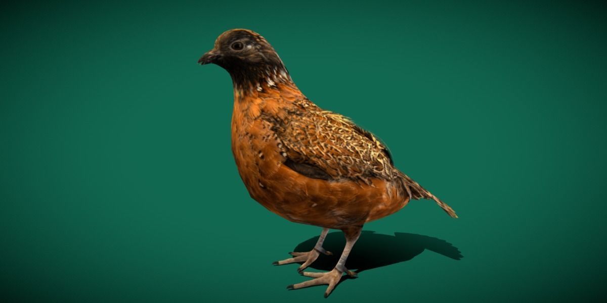 Masked Bobwhite Quail Bird Animal Low-poly 3D model_27