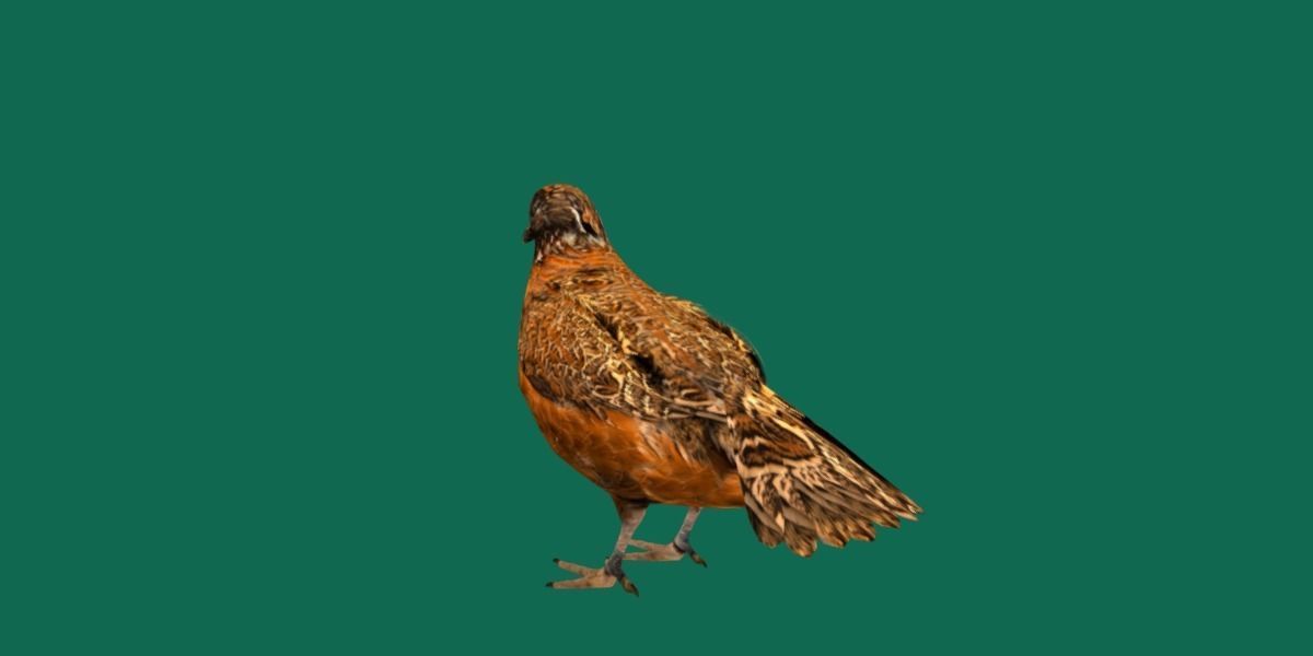 Masked Bobwhite Quail Bird Animal Low-poly 3D model_22