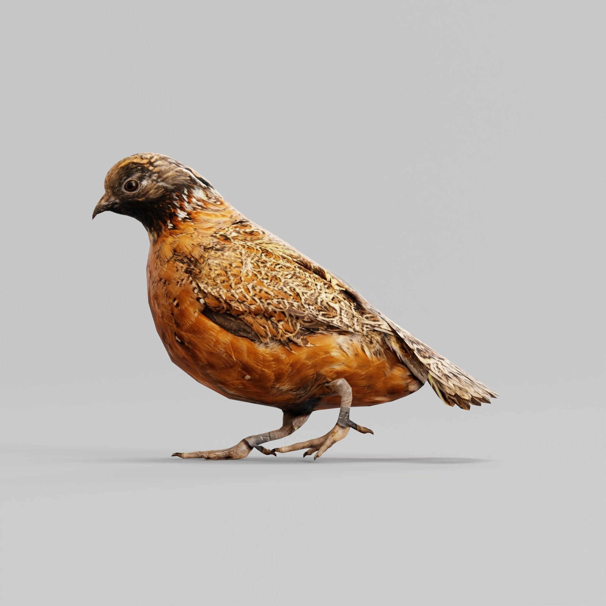 Masked Bobwhite Quail Bird Animal Low-poly 3D model_28