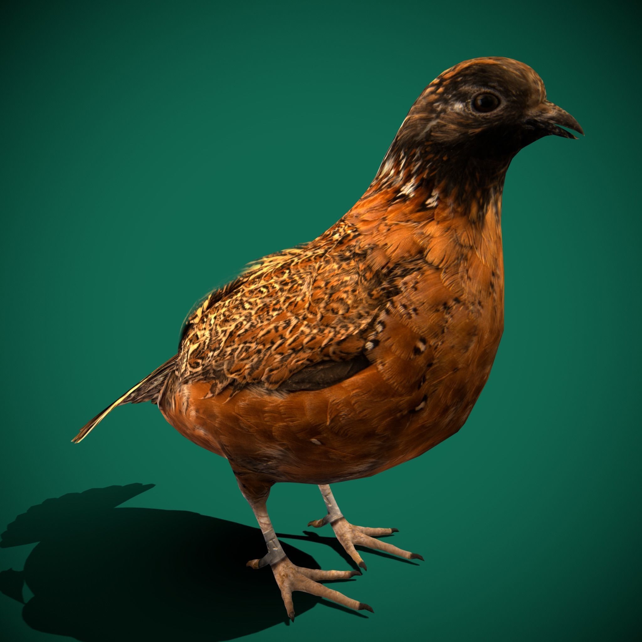 Masked Bobwhite Quail Bird Animal Low-poly 3D model_16