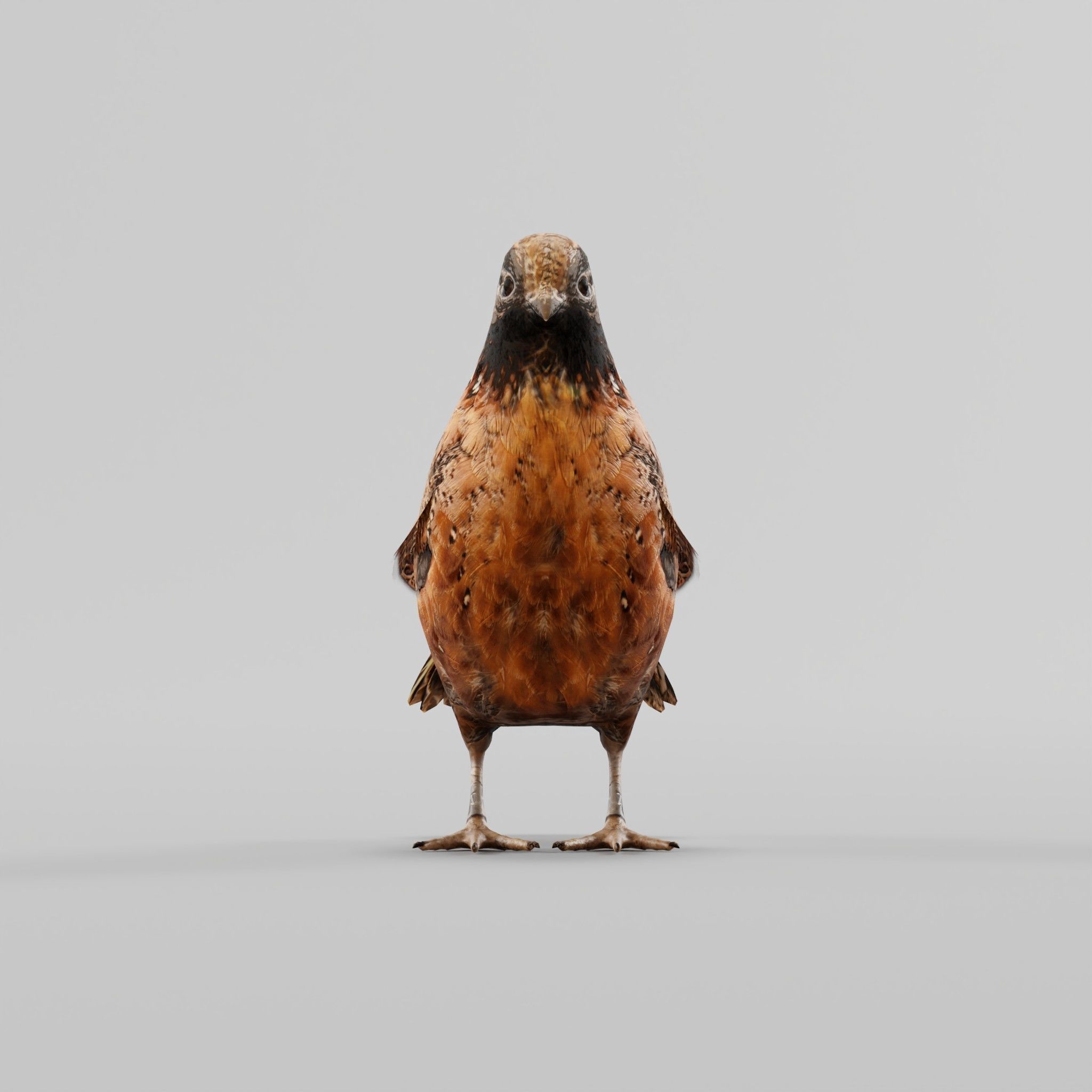 Masked Bobwhite Quail Bird Animal Low-poly 3D model_3