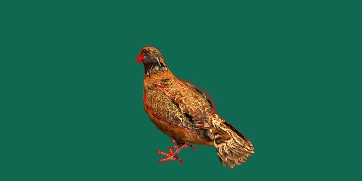 Masked Bobwhite Quail Bird Animal Low-poly 3D model_12